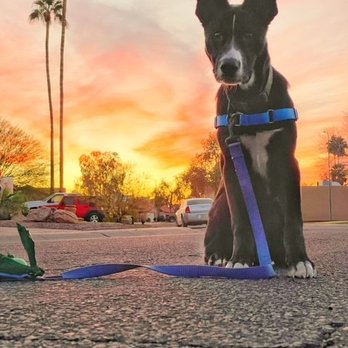 Dogfather Dog Institute - Pet Training Near Me Dogfather Dog Institute - Pet Training Near Me