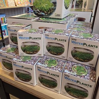 BrainyZoo Toys - Water plants - Toy Stores Near Me - Folsom, California
