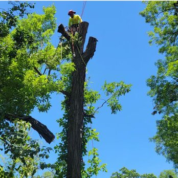 Rango Tree - Tree Services Near Me - Chattanooga, Tennessee Rango Tree - Tree Services Near Me - Chattanooga, Tennessee