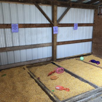 Country Pumpkins - Corn boxes... instead of sand boxes - Pumpkin Patches Near Me - Dry Ridge, Kentucky
