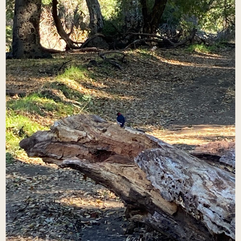 Elsmere Canyon - Hiking Near Me - Santa Clarita, California