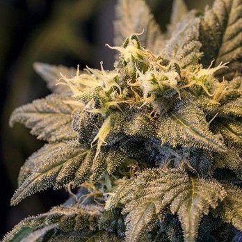 Green Dragon Weed Dispensary - East Colfax - Cannabis Dispensaries Near Me - Denver, Colorado
