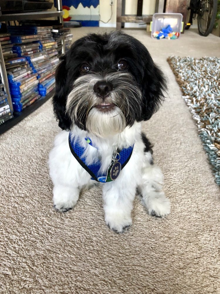 A CUT ABOVE DOG GROOMING - 10143 W Chatfield Ave, Littleton, CO - Yelp