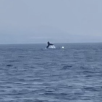 Teralani Sailing Adventures - Don't drop your phone! - Boating Near Me - Lahaina, Hawaii Teralani Sailing Adventures - Don't drop your phone! - Boating Near Me - Lahaina, Hawaii