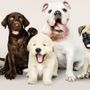 Photo of Laureen's Pet Sitting Services