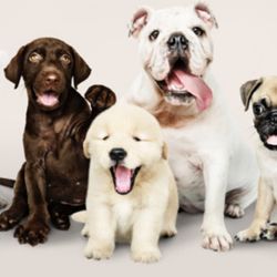 Laureen's Pet Sitting Services - We love spending time with your dogs whether it's for a daily walk or overnight care, we're here for them all!!