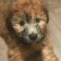 Photo of Aarff Pet Sitting