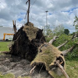 Proza Tree Service