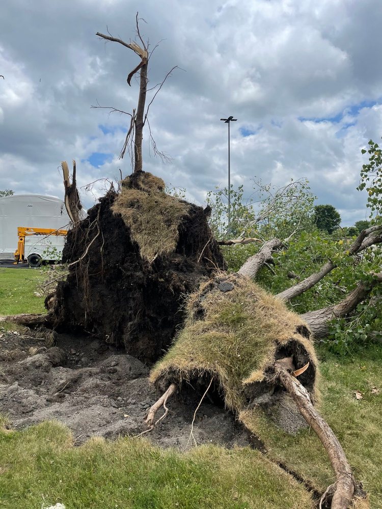 Proza Tree Service - tree service in North Tonawanda, NY