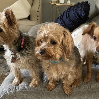 Snippity-Doo-Dog - Bella, Bentley & Brooks - Pet Groomers Near Me - Tyrone, Georgia