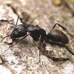 Pilgrim Pest Professionals