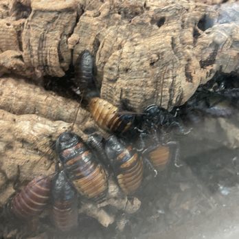 Reptile Island - Roaches - Pet Stores Near Me - Rancho Cucamonga, California