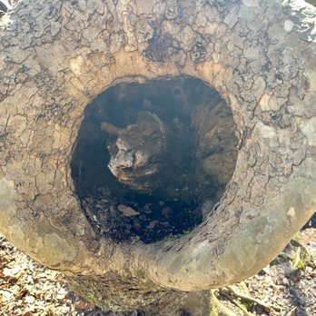 Bowie Park & Nature Center - Love the hollow burl wood on the White Pine Trail. This place is amazing. - Parks Near Me - Fairview, Tennessee Bowie Park & Nature Center - Love the hollow burl wood on the White Pine Trail. This place is amazing. - Parks Near Me - Fairview, Tennessee