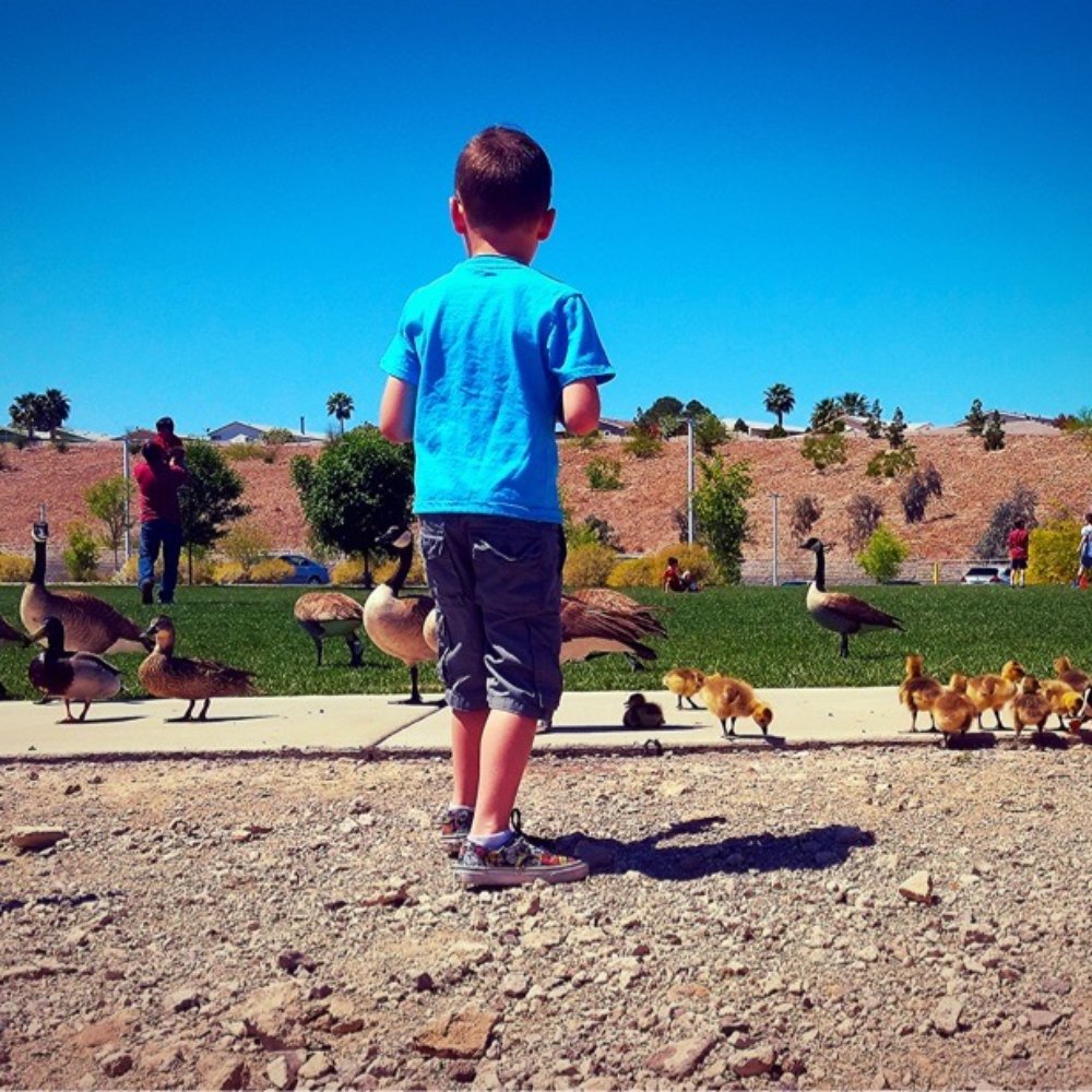 Cornerstone Park - Feeding ducks, geese and babies... - Lakes Near Me - Henderson, Nevada Cornerstone Park - Feeding ducks, geese and babies... - Lakes Near Me - Henderson, Nevada