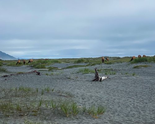 Gold Bluffs Beach Campground by null