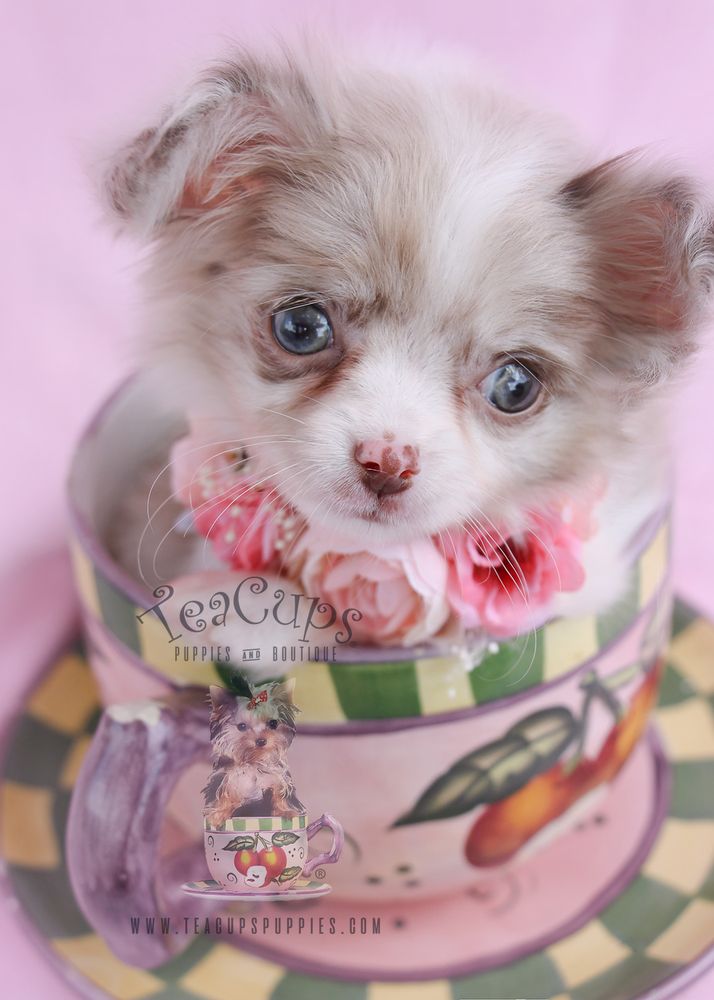 tea cups puppies and boutique