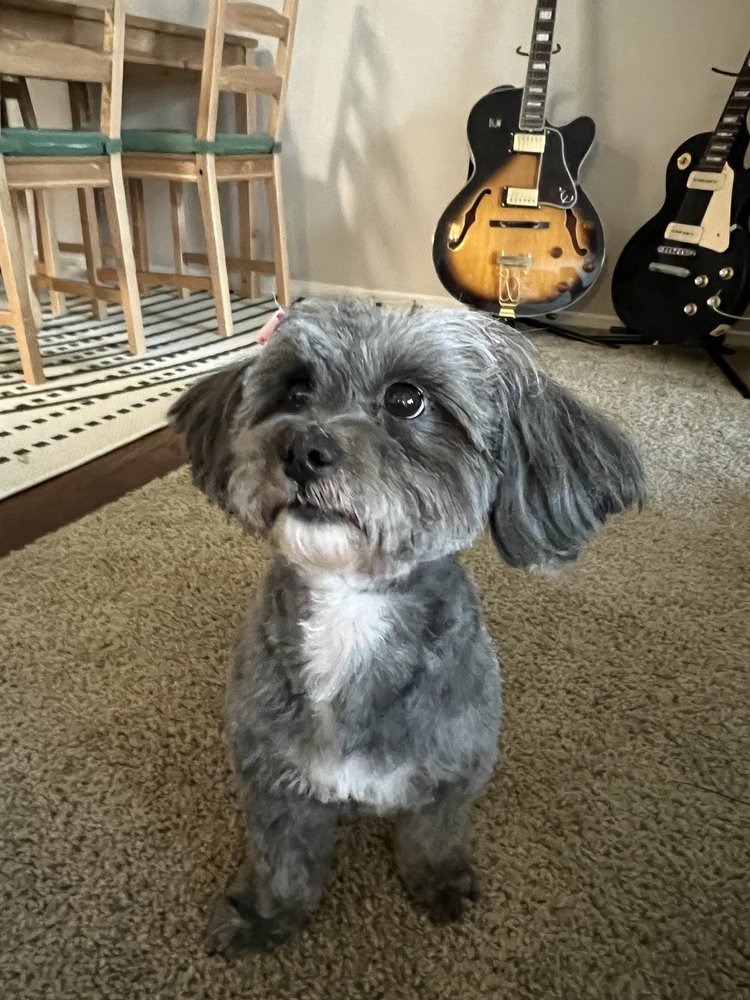 SUNNY PAWS PLUS Updated August 2024 36 Photos & 33 Reviews 6024