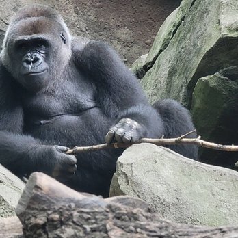 Bronx Zoo - Congo exhibit. - Zoos Near Me - Bronx, New York