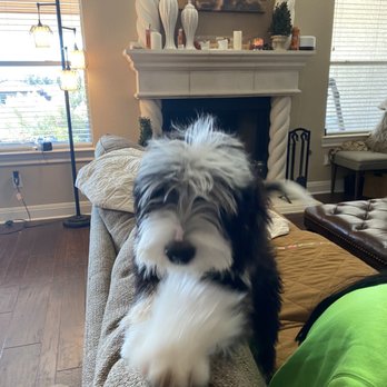Bark Avenue Mobile Pet Grooming - Before - Pet Groomers Near Me - Austin, Texas