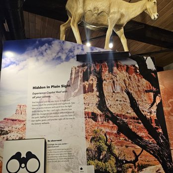 Capitol Reef Visitor Center - Animal exhibit - Visitor Centers Near Me - Torrey, Utah Capitol Reef Visitor Center - Animal exhibit - Visitor Centers Near Me - Torrey, Utah
