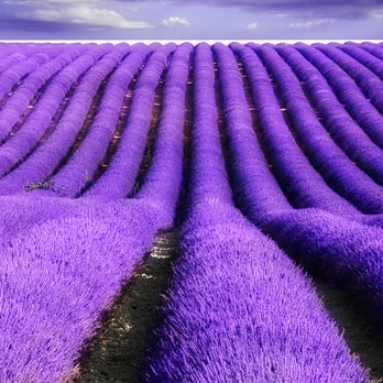 Deja Vu Med Spa - DoTerra Lavender field in France - Day Spas Near Me - Goodyear, Arizona