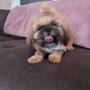 Photo of Pretty Bubbles Dog Spaw