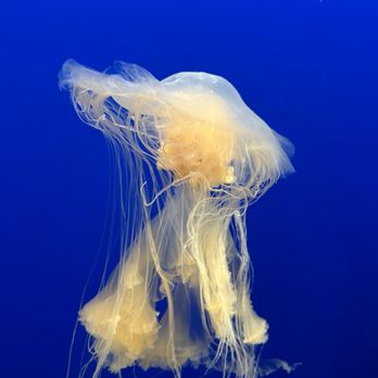 Monterey Bay Aquarium - Aquariums Near Me - Monterey, California Monterey Bay Aquarium - Aquariums Near Me - Monterey, California