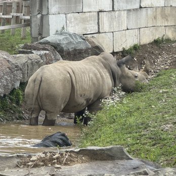 The Preserve - Thank goodness the rhino was blocked in lol - Petting Zoos Near Me - Harpursville, New York
