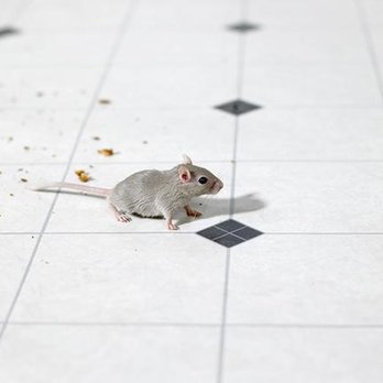 Total Exterminating - untitled - Pest Control Near Me - Indianapolis, Indiana