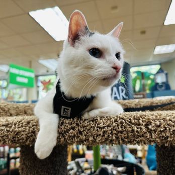 Pets On Broadway - Koji oversees Pets on Broadway - Pet Stores Near Me - Portland, Oregon Pets On Broadway - Koji oversees Pets on Broadway - Pet Stores Near Me - Portland, Oregon