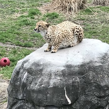 Virginia Zoological Society - Zoos Near Me - Norfolk, Virginia