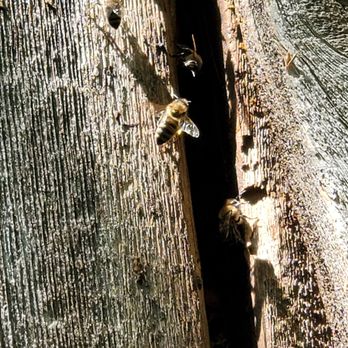 Great North Pest Control - Honey bees living in a customers walls. - Pest Control Near Me - Grand Forks, North Dakota Great North Pest Control - Honey bees living in a customers walls. - Pest Control Near Me - Grand Forks, North Dakota