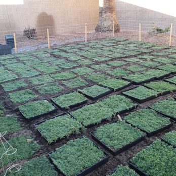 StarCarpetLV - Landscaping Near Me StarCarpetLV - Landscaping Near Me