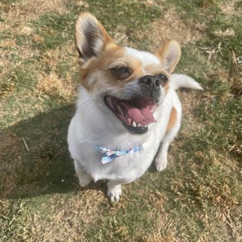 The Pawsitive Salon - Pet Groomers Near Me - Bakersfield, California