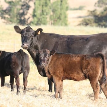 Stemple Creek Ranch - Specialty Food Near Me Stemple Creek Ranch - Specialty Food Near Me