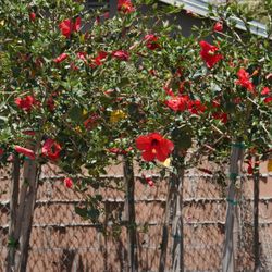 Arny's Garden - Hibiscus