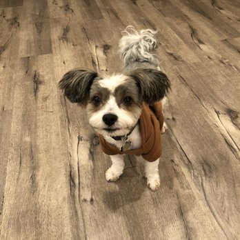 Calling All Paws - Pet Groomers Near Me - Camarillo, California Calling All Paws - Pet Groomers Near Me - Camarillo, California
