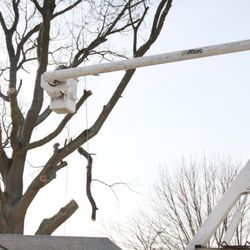 The Tree Barber