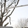 The Tree Barber gift card