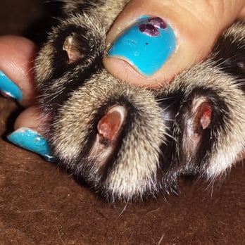 Club Mutt - Pet Groomers Near Me - Chino, California