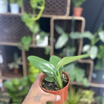 Got a leaf - Dragon - Indoor Landscaping Near Me - Long beach, California Got a leaf - Dragon - Indoor Landscaping Near Me - Long beach, California