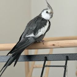 Feathered Friends Forever