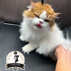 Chester Mobile Grooming Pets