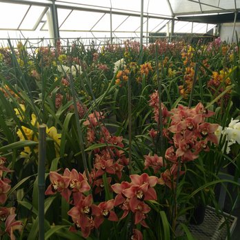 The Flower Fields - My favorite flowers. - Venues & Event Spaces Near Me - Carlsbad, California The Flower Fields - My favorite flowers. - Venues & Event Spaces Near Me - Carlsbad, California