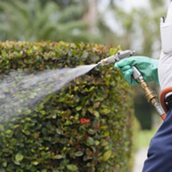 Home Run Pest & Termite Control - Pest Control Near Me - Wylie, Texas Home Run Pest & Termite Control - Pest Control Near Me - Wylie, Texas