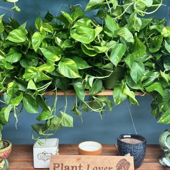 Fresh Indoor Plants - Indoor Landscaping Near Me - Ontario, California
