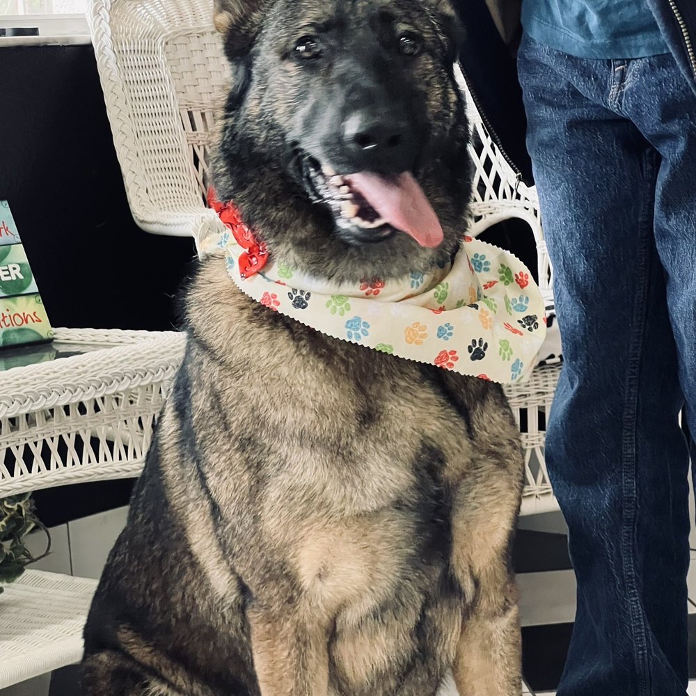 Canine Creations Pet Salon - Our sweet baby girl! - Pet Groomers Near Me - Lutz, Florida Canine Creations Pet Salon - Our sweet baby girl! - Pet Groomers Near Me - Lutz, Florida