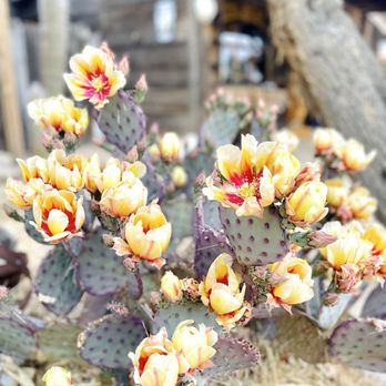Pioneertown - Spring is here! - Landmarks & Historical Buildings Near Me - Pioneertown, California