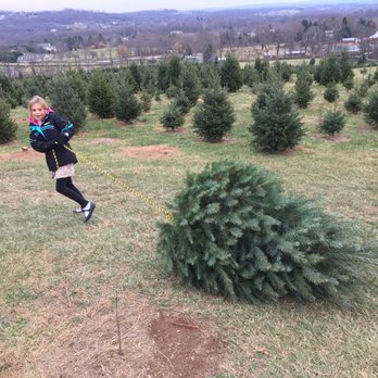 Snickers Gap Christmas Tree Farm - Christmas Trees Near Me - Round Hill, Virginia Snickers Gap Christmas Tree Farm - Christmas Trees Near Me - Round Hill, Virginia