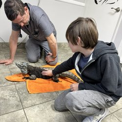 All Animals Veterinary Hospital - Iguana